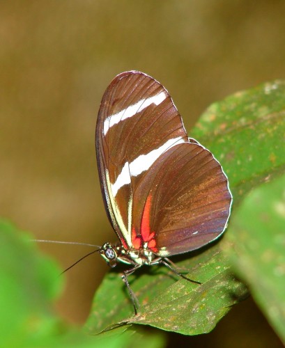 Wallpapers Animals Insects - Butterflies Papillon amazonien