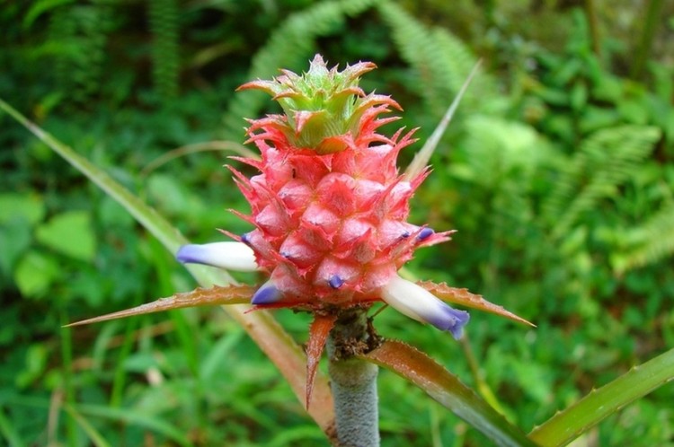 Wallpapers Nature Fruits Ananas....petit