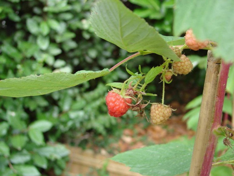 Fonds d'cran Nature Fruits Framboise sauvage