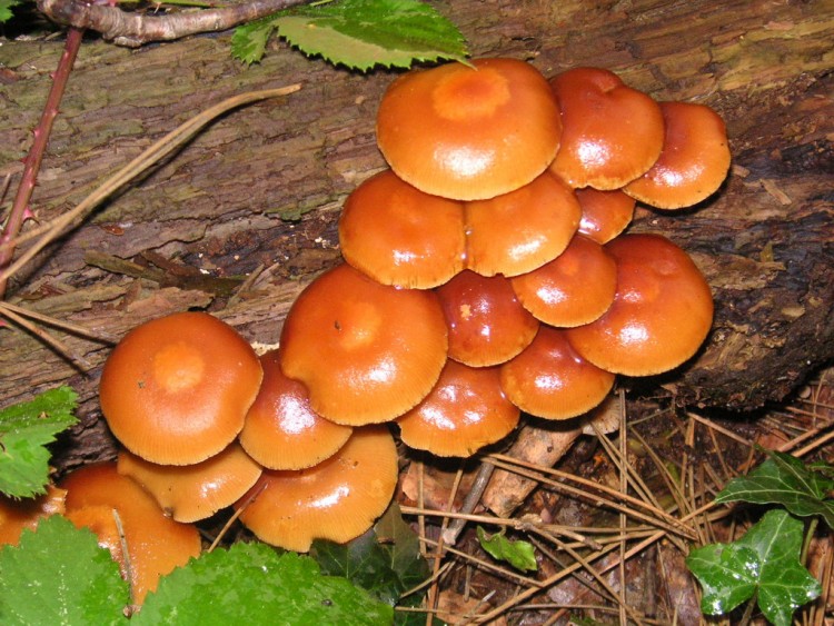 Fonds d'cran Nature Champignons champignons