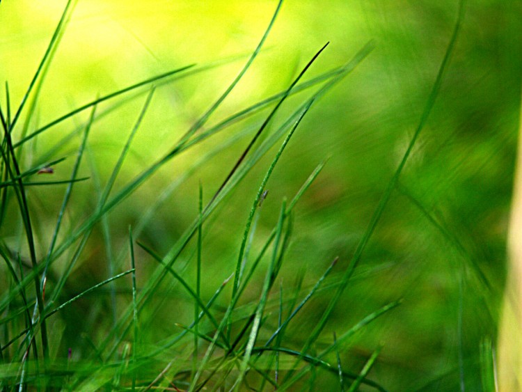 Wallpapers Nature Miscellaneous - Compositions Herbes.