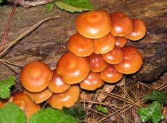 Fonds d'cran Nature champignons