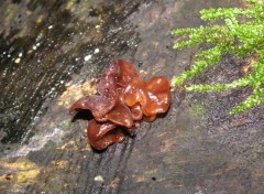 Fonds d'cran Nature drles de champignons