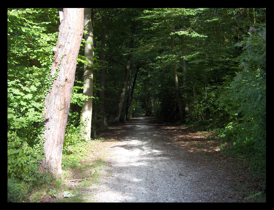 Fonds d'cran Nature Arbres - Forts Entre de fort