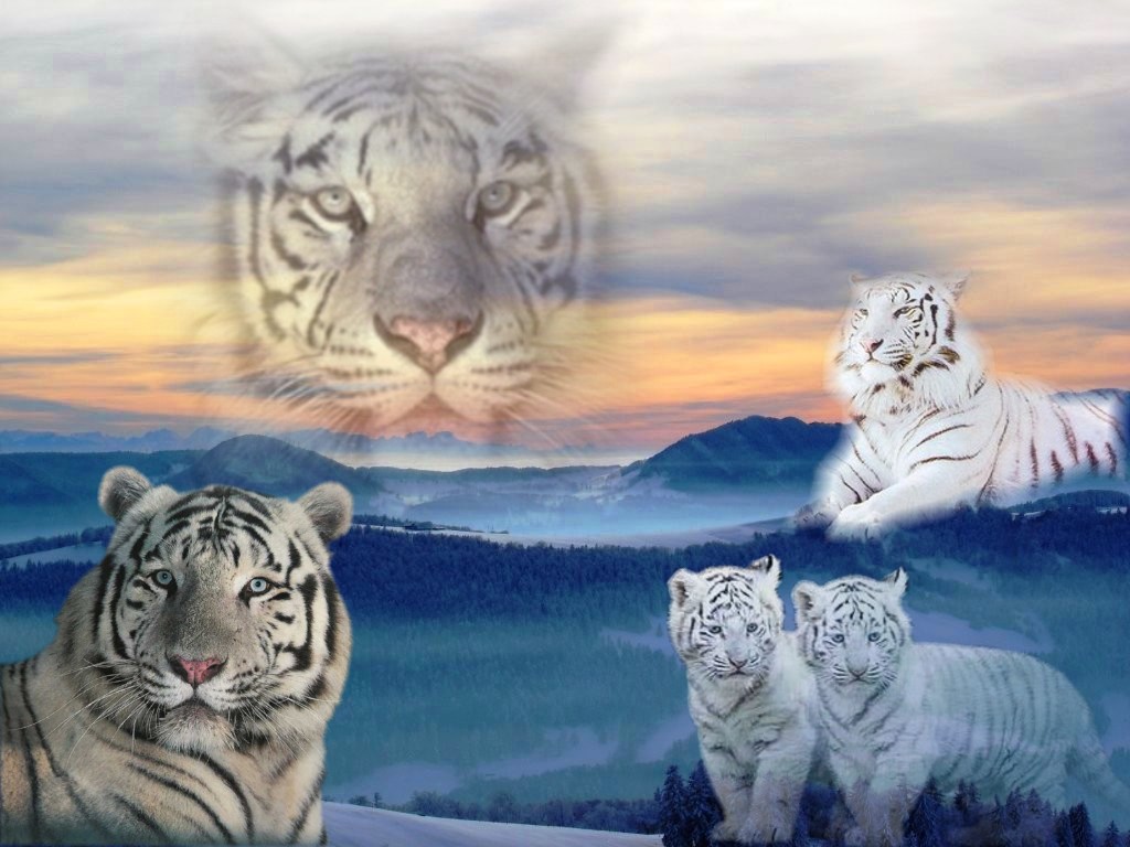 Wallpapers Animals Felines - Tigers Tigres blancs