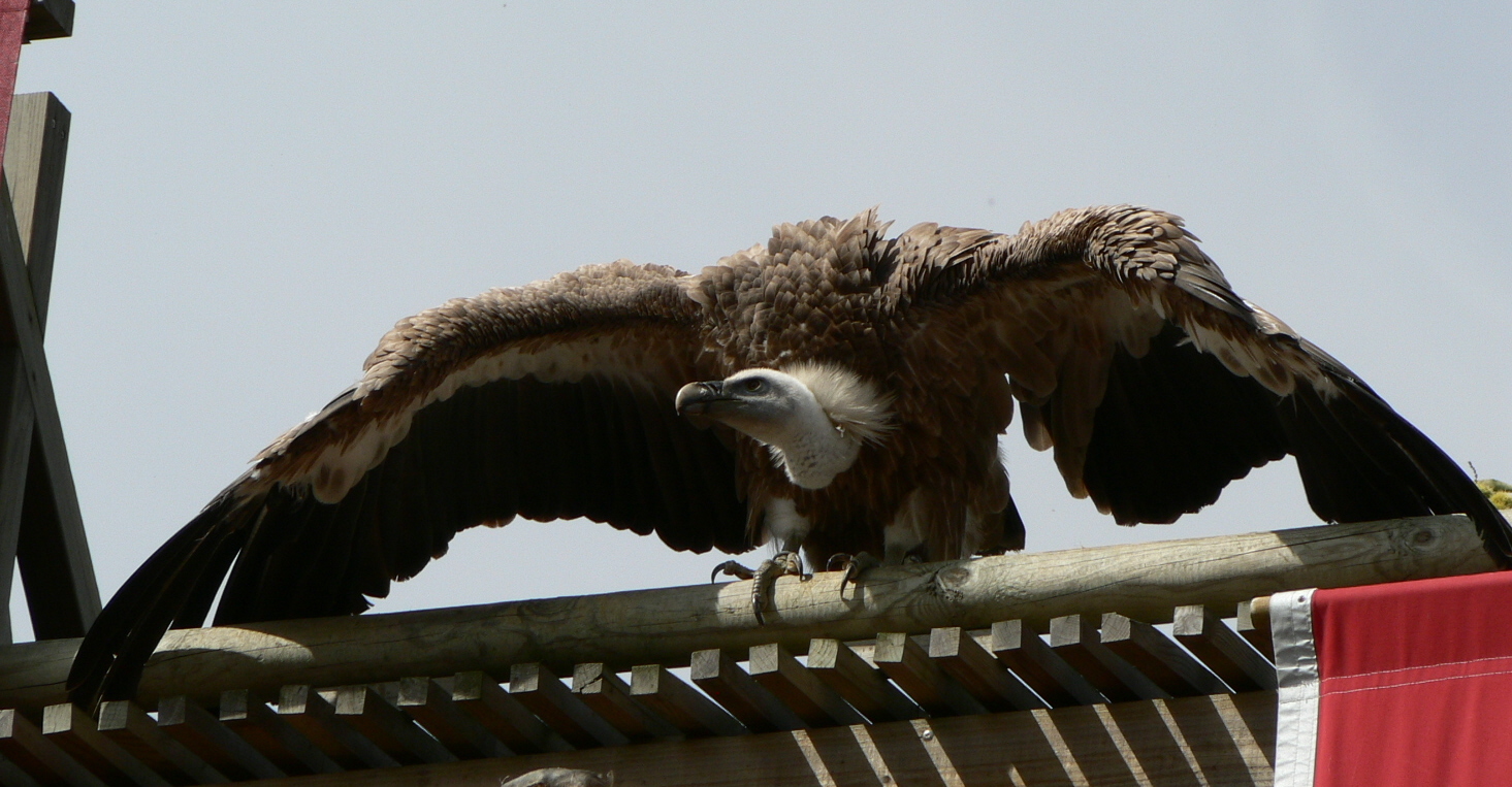 Fonds d'cran Animaux Oiseaux - Rapaces divers Puy du fou