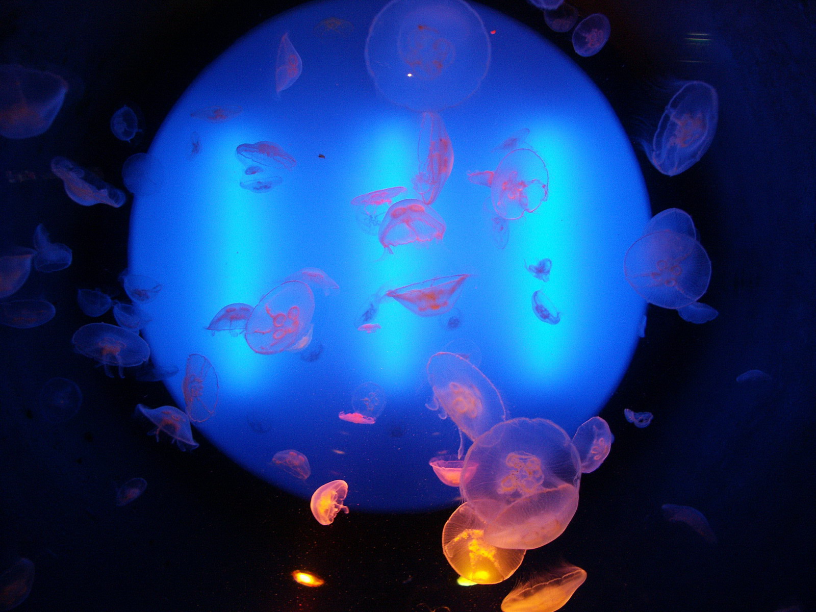 Wallpapers Animals Sealife - Jellyfish mduses aquarium de St Malo!!!!