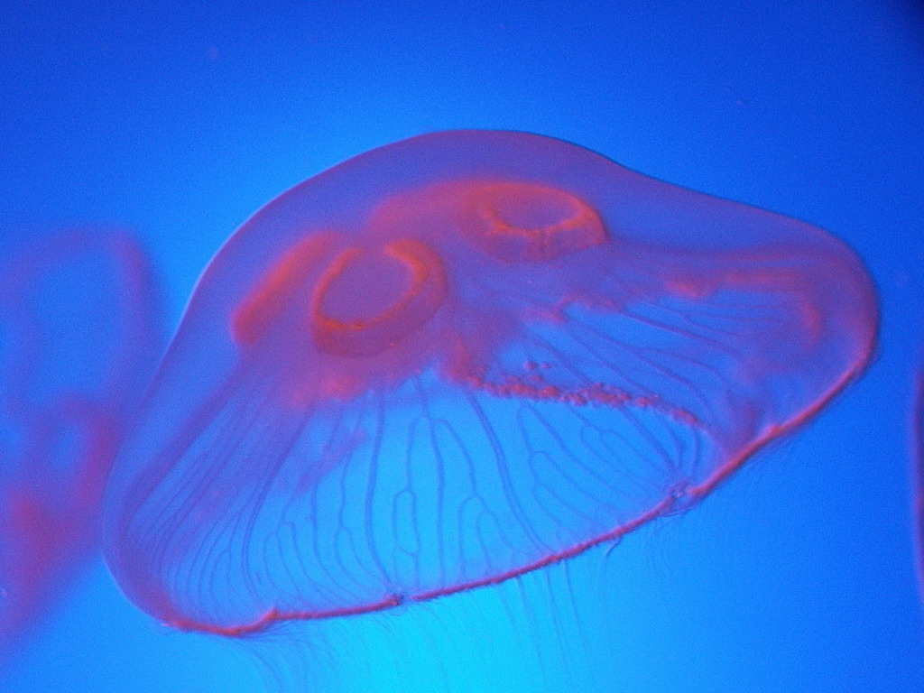 Wallpapers Animals Sealife - Jellyfish meduse aquarium de ST Malo!!!