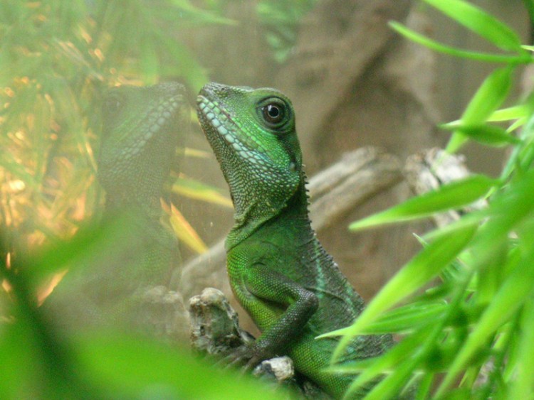 Fonds d'cran Animaux Lzards - Iguanes Ma petite mmre