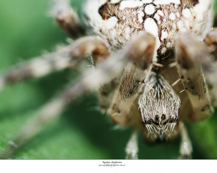 Wallpapers Animals Spiders Epeire diademe