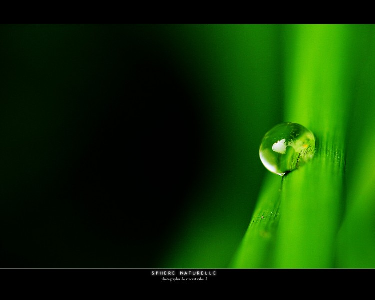 Fonds d'cran Nature Plantes - Arbustes SPHERE NATURELLE