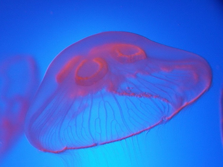 Wallpapers Animals Sealife - Jellyfish meduse aquarium de ST Malo!!!