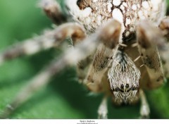 Fonds d'cran Animaux Epeire diademe