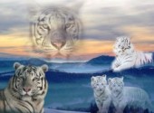 Fonds d'cran Animaux Tigres blancs