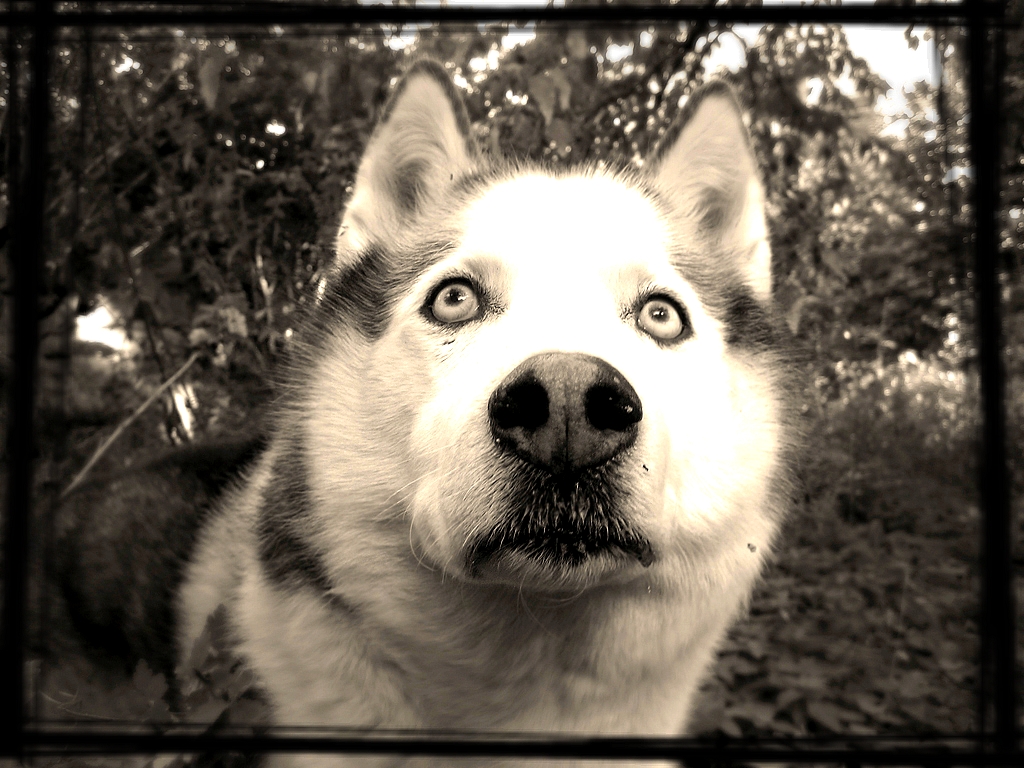 Fonds d'cran Animaux Chiens Lako