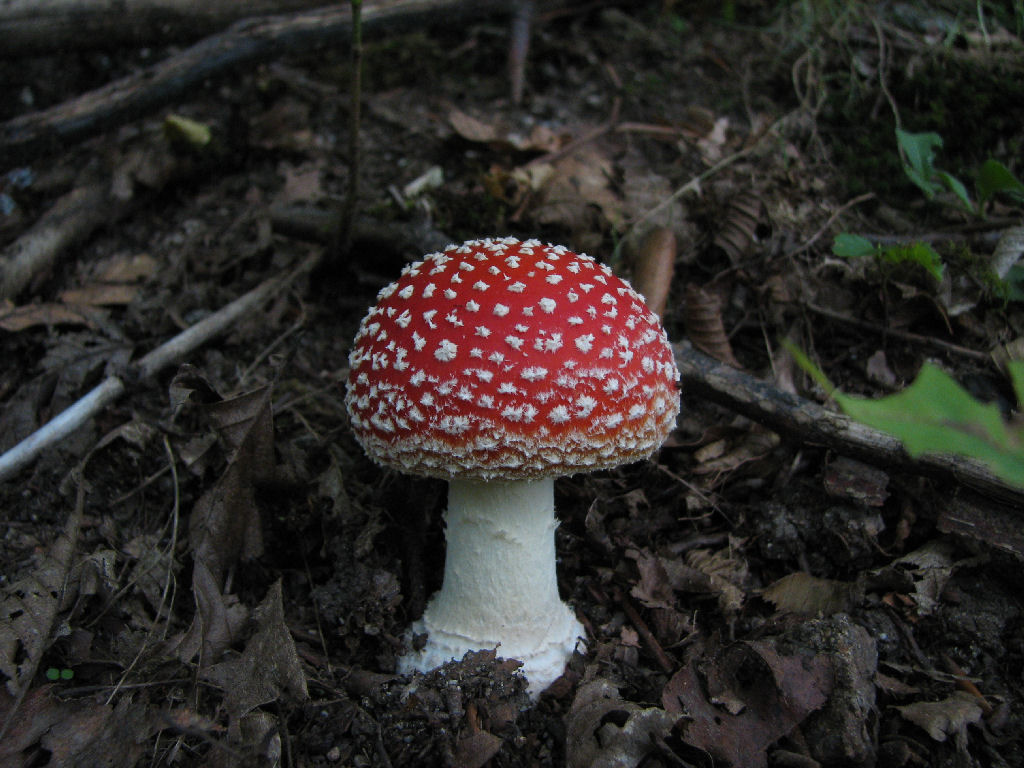 Fonds d'cran Nature Champignons Petite Amanite Tue-Mouche