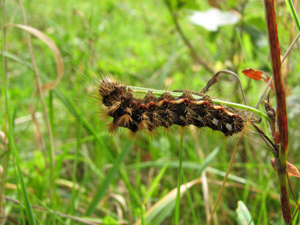 Fonds d'cran Animaux Insectes - Chenilles Un belle petite chenille