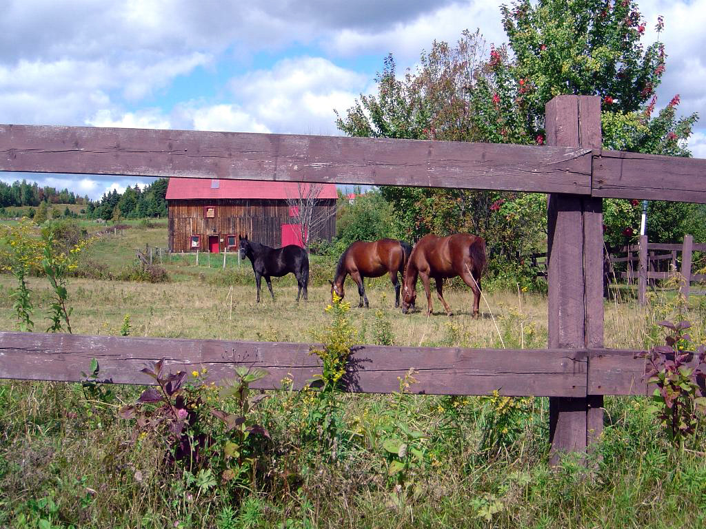 Fonds d'cran Animaux Chevaux 1ER JOUR D'AUTOMNE