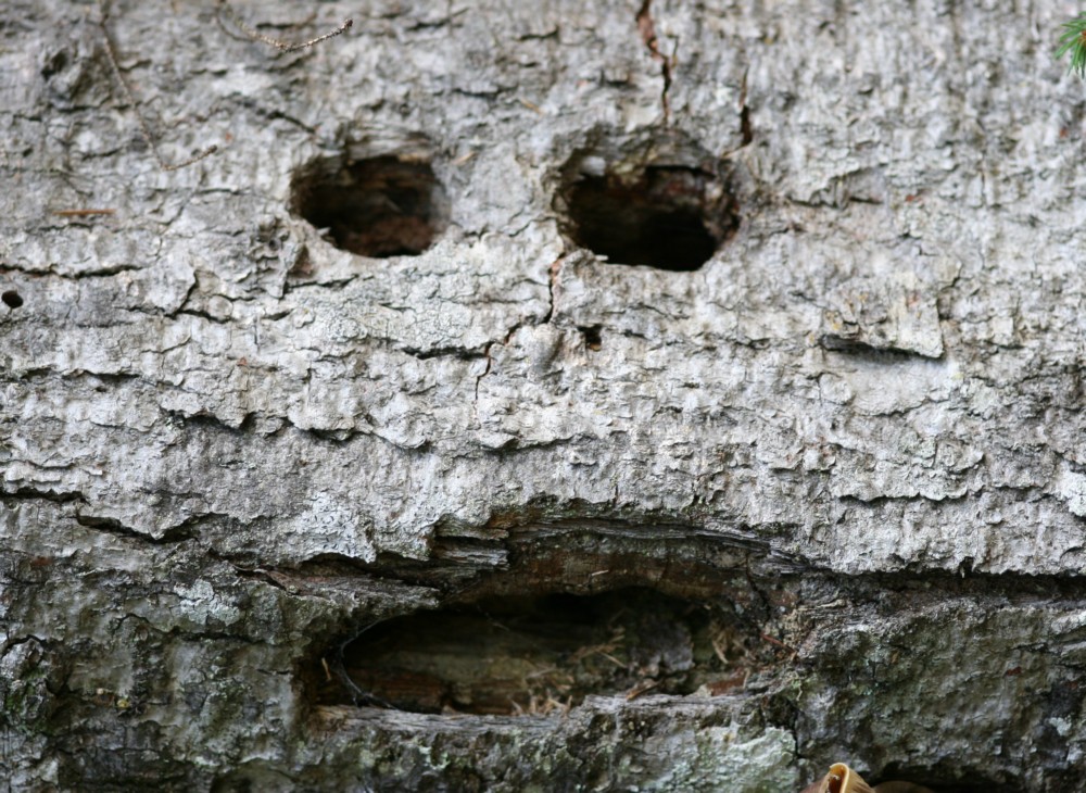 Fonds d'cran Nature Arbres - Forts Sourire naturel