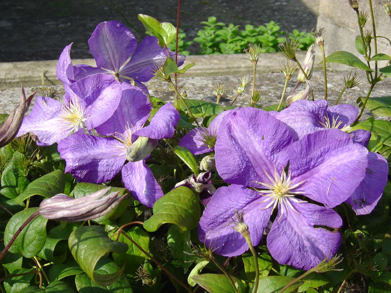 Fonds d'cran Nature Fleurs 