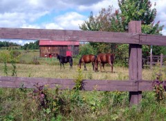 Fonds d'cran Animaux 1ER JOUR D'AUTOMNE