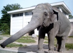 Fonds d'cran Animaux Elphant