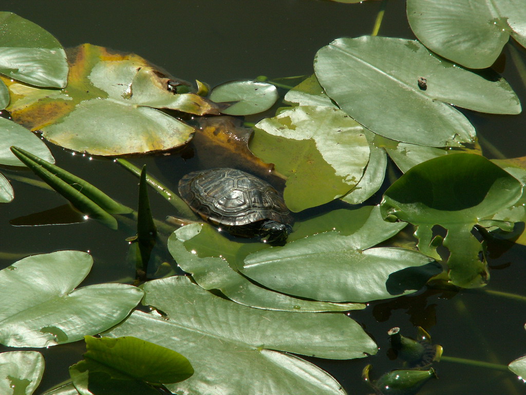 Fonds d'cran Animaux Tortues 