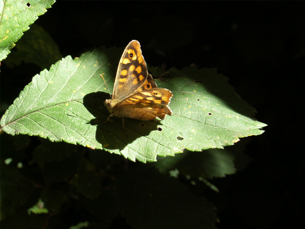 Wallpapers Animals Insects - Butterflies papillon