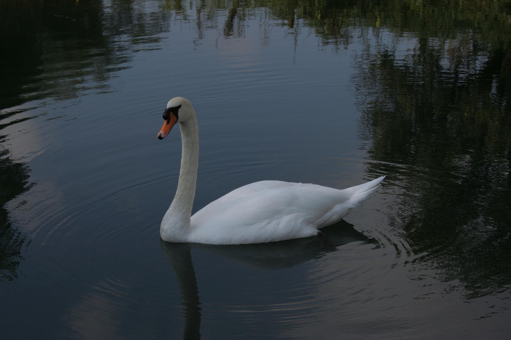 Fonds d'cran Animaux Oiseaux - Canards Monsieur ou madame?