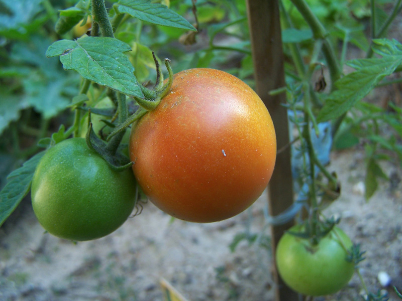 Fonds d'cran Nature Fruits tomates pas mres