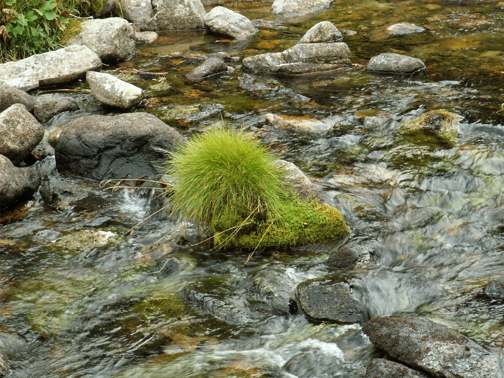 Wallpapers Nature Rivers - Torrents herbe de rivre