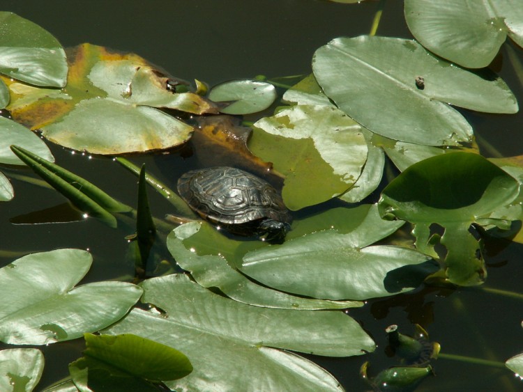 Fonds d'cran Animaux Tortues Wallpaper N150861