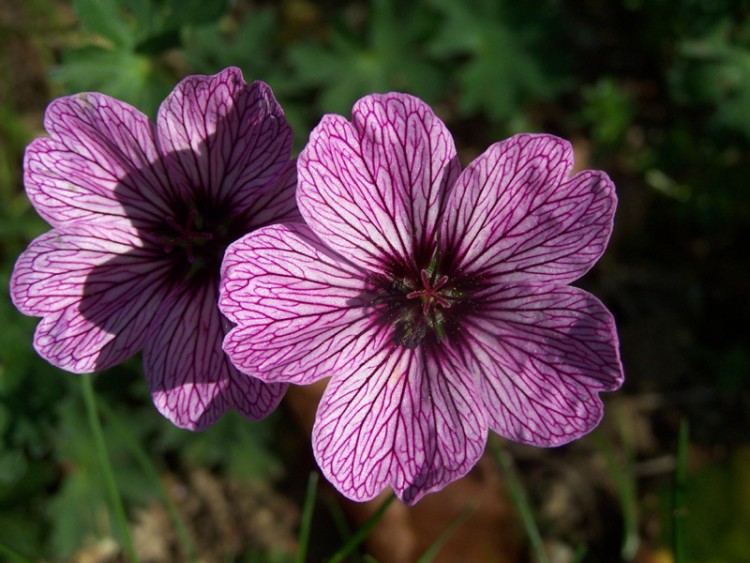 Wallpapers Nature Flowers fleur de jardin