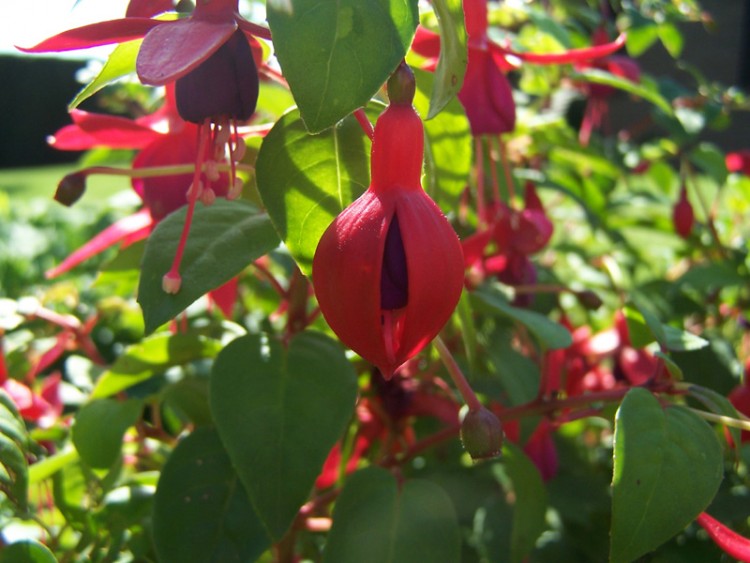 Fonds d'cran Nature Fleurs fuschia