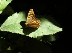 Fonds d'cran Animaux papillon