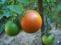 Wallpapers Nature tomates pas mres