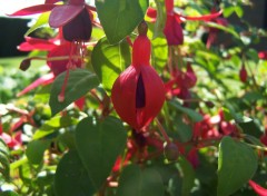 Fonds d'cran Nature fuschia