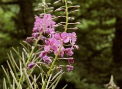 Wallpapers Nature fleurs de montagne