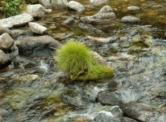 Fonds d'cran Nature herbe de rivre