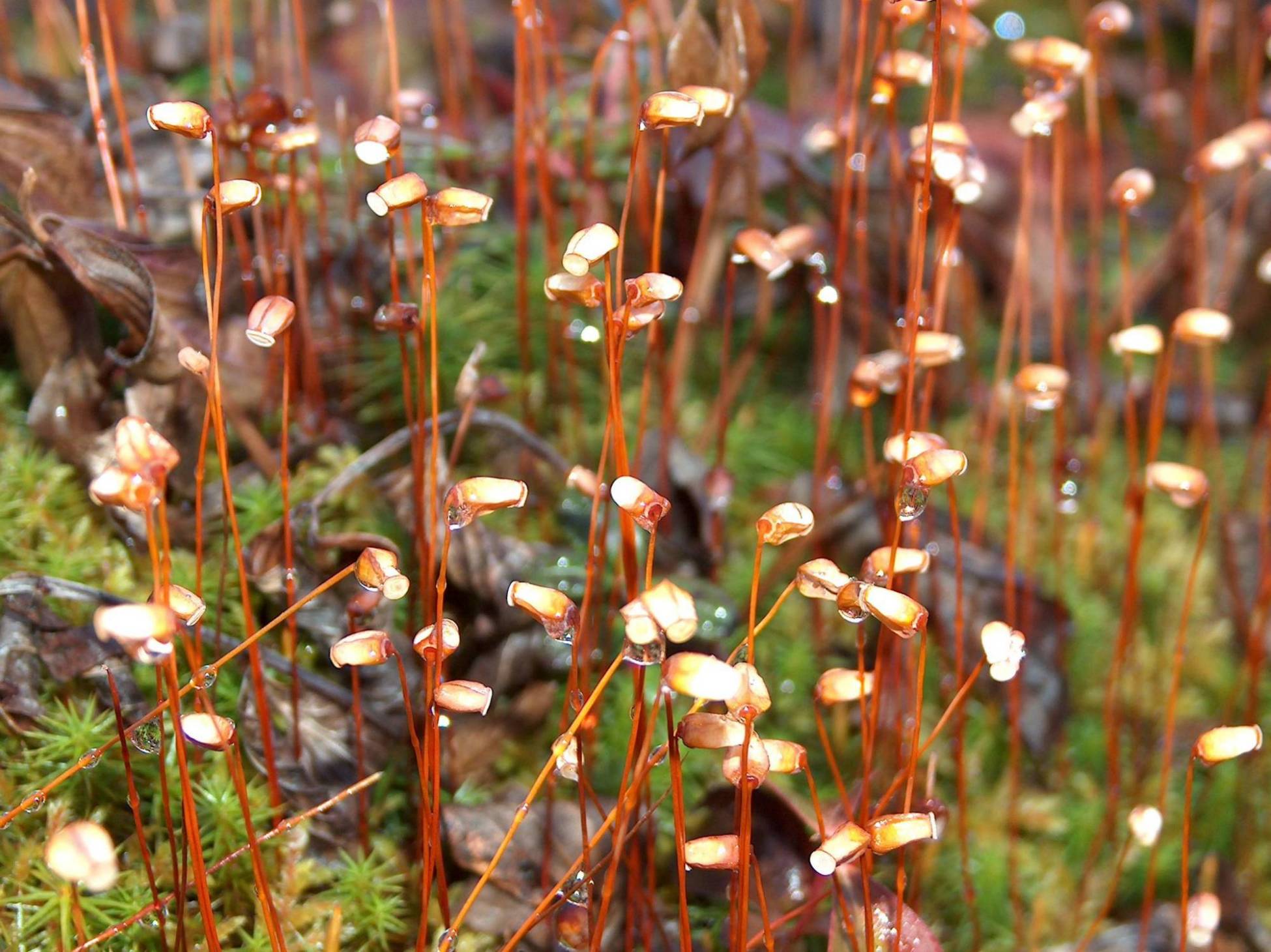 Fonds d'cran Nature Plantes - Arbustes Petites plantes dont je ne connais pas le nom