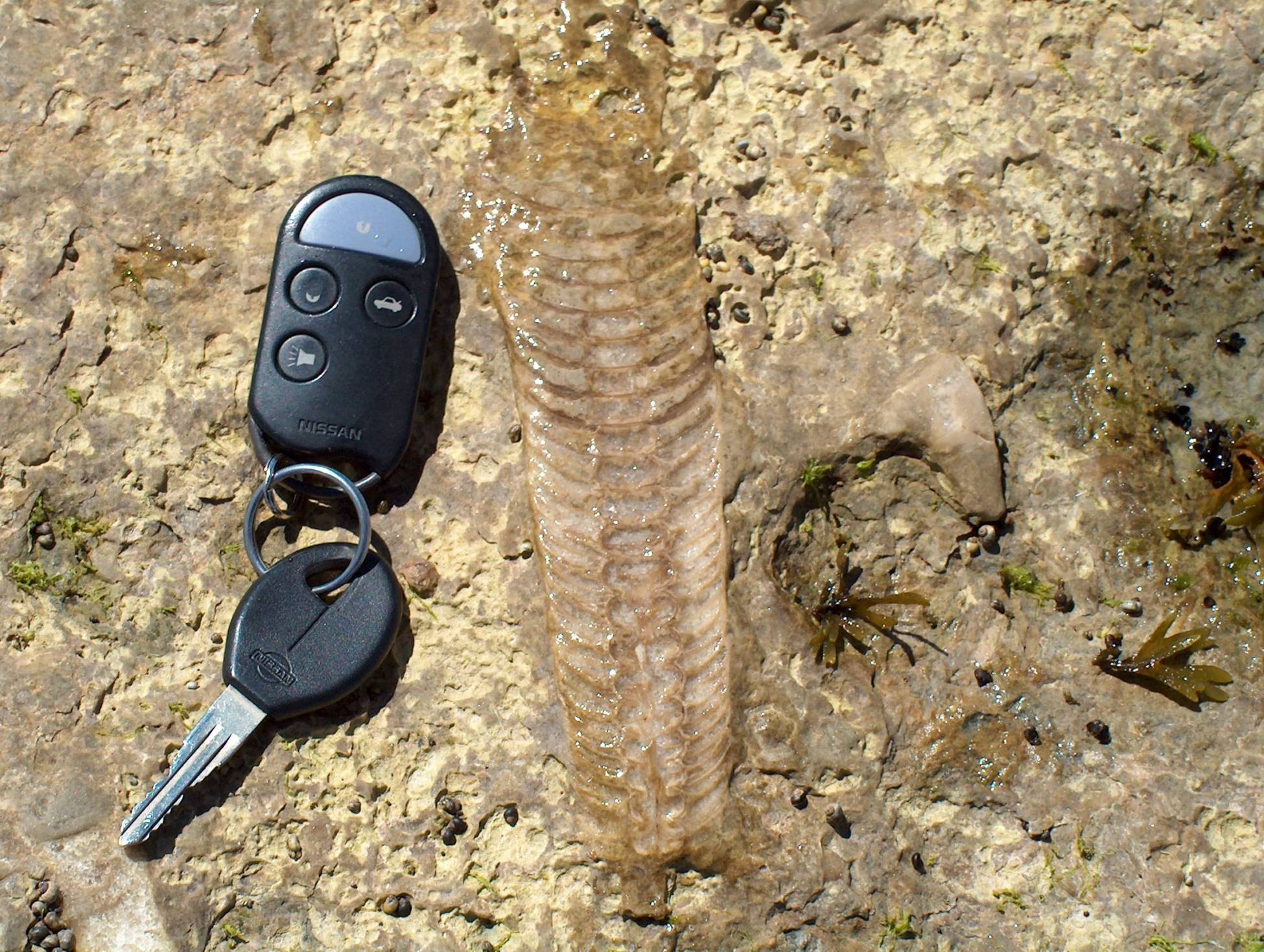 Fonds d'cran Animaux Divers Fossile