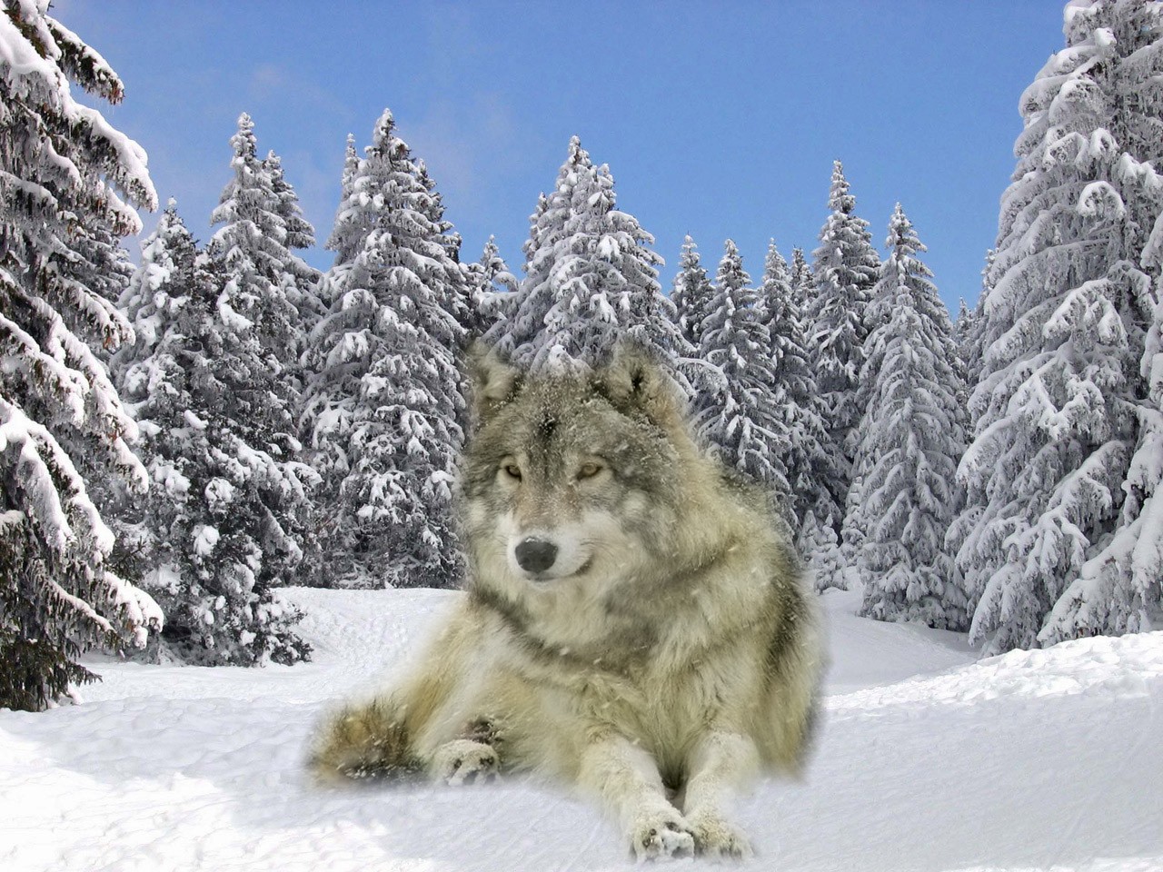 Fonds d'cran Animaux Loups loup dans la neige