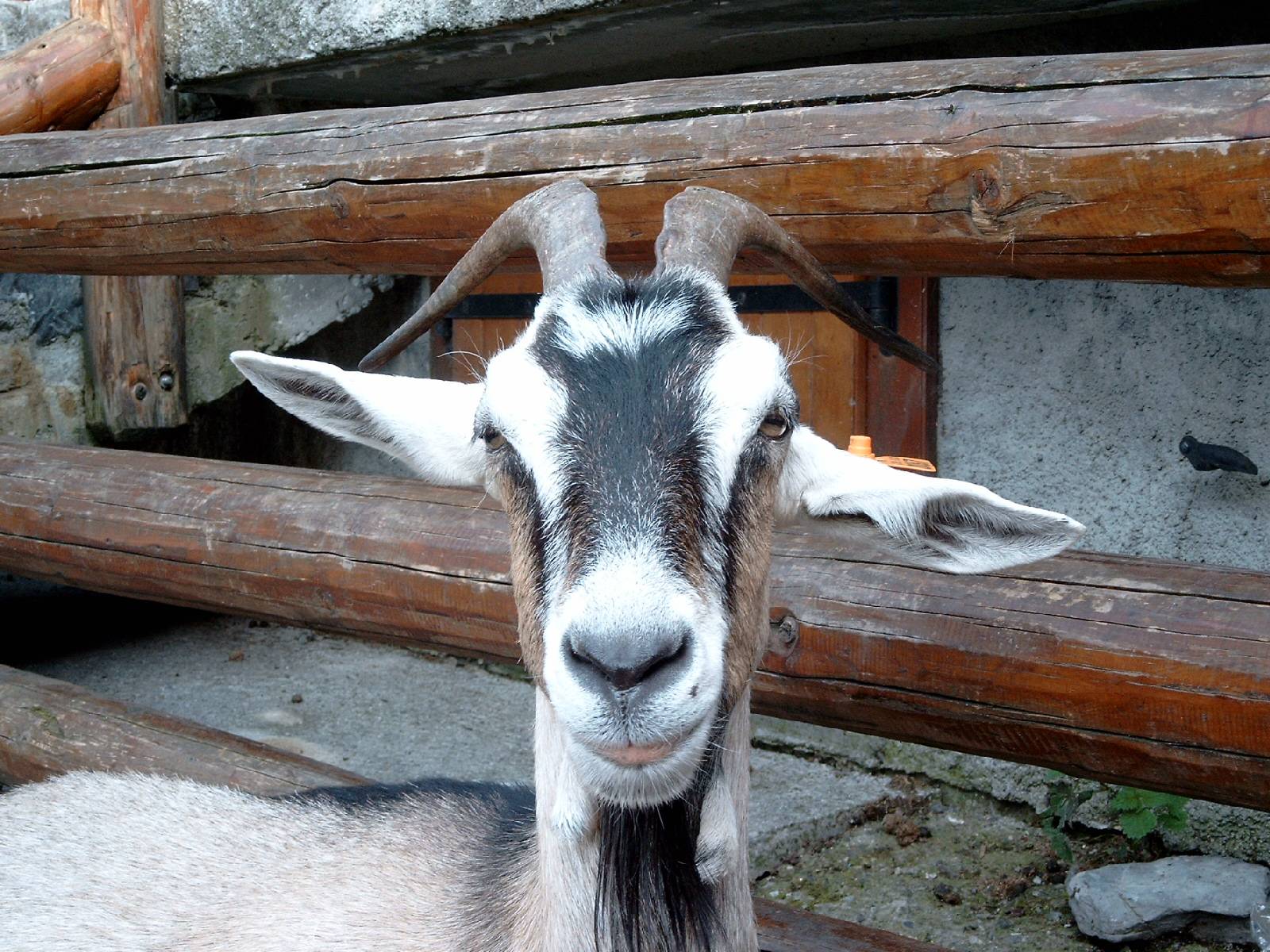 Fonds d'cran Animaux Chvres Chvre des Lindarets