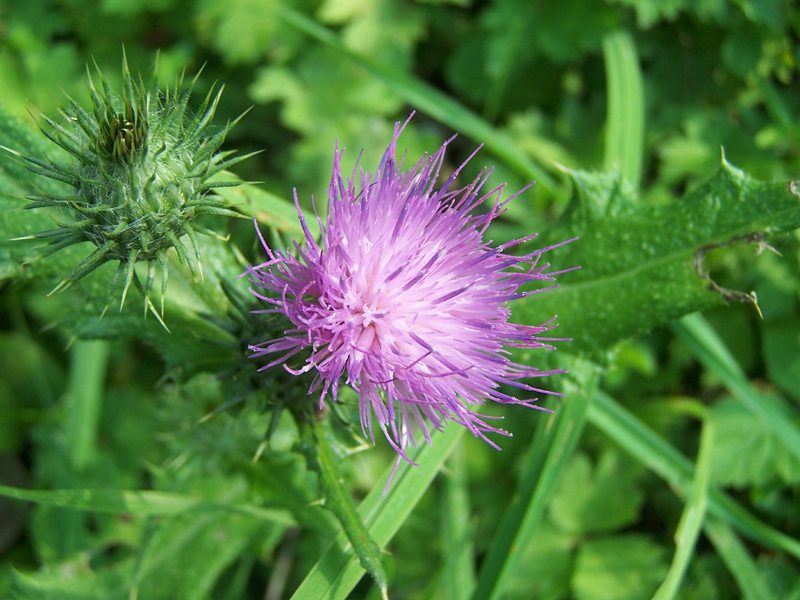 Fonds d'cran Nature Fleurs 