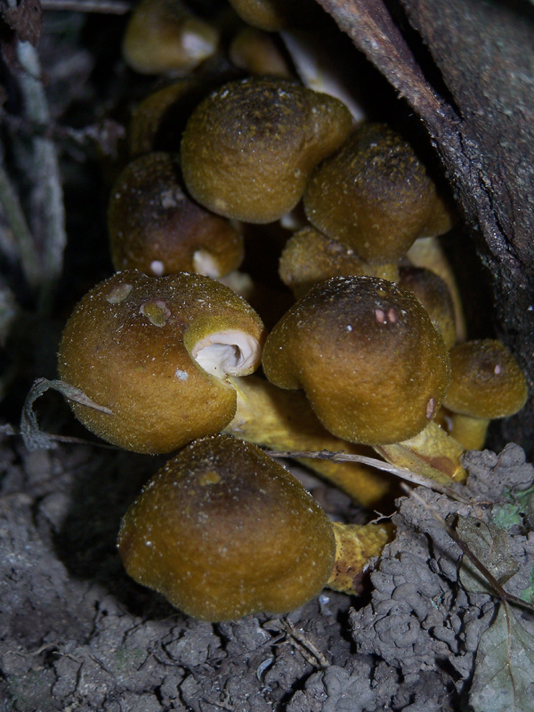 Fonds d'cran Nature Champignons 