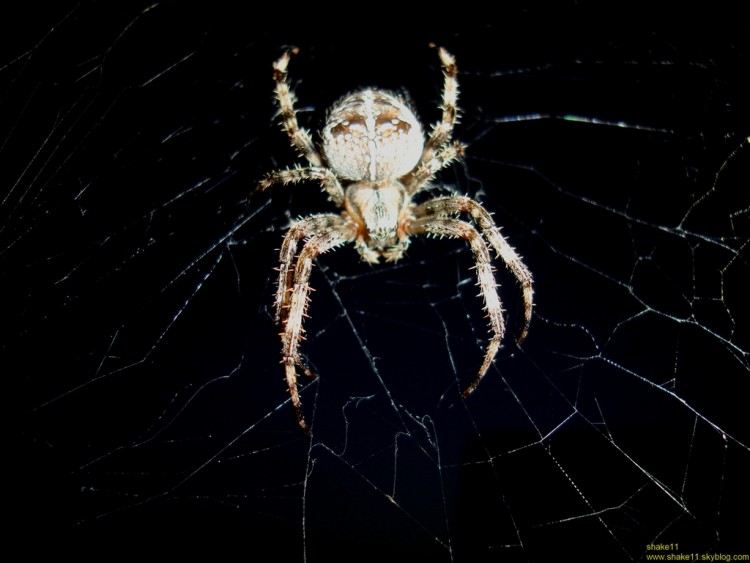 Wallpapers Animals Spiders La dvoreuse (3eme partie)