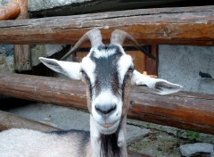 Fonds d'cran Animaux Chvre des Lindarets