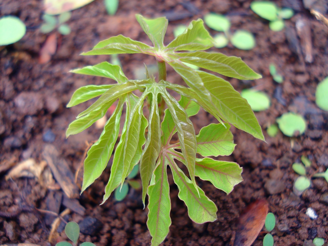 Fonds d'cran Nature Plantes - Arbustes PLAN DE MANIOC