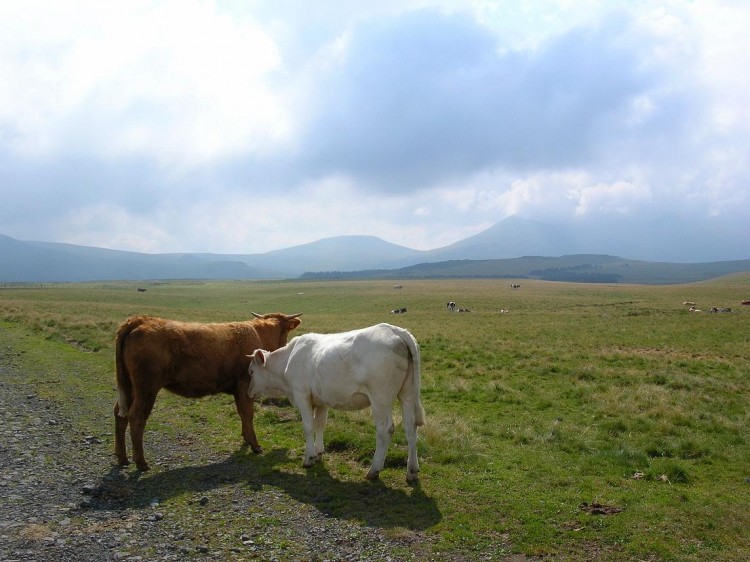 Fonds d'cran Animaux Vaches - Taureaux - Boeufs Vaches