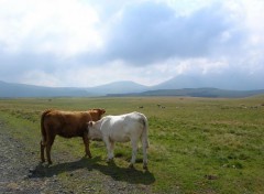 Fonds d'cran Animaux Vaches